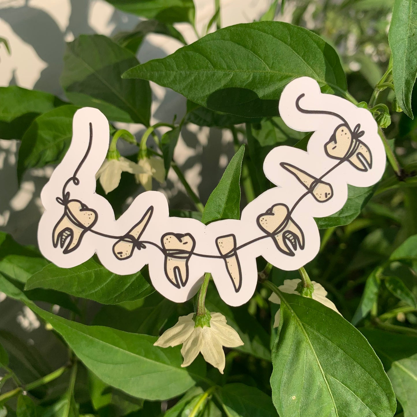 String of Teeth